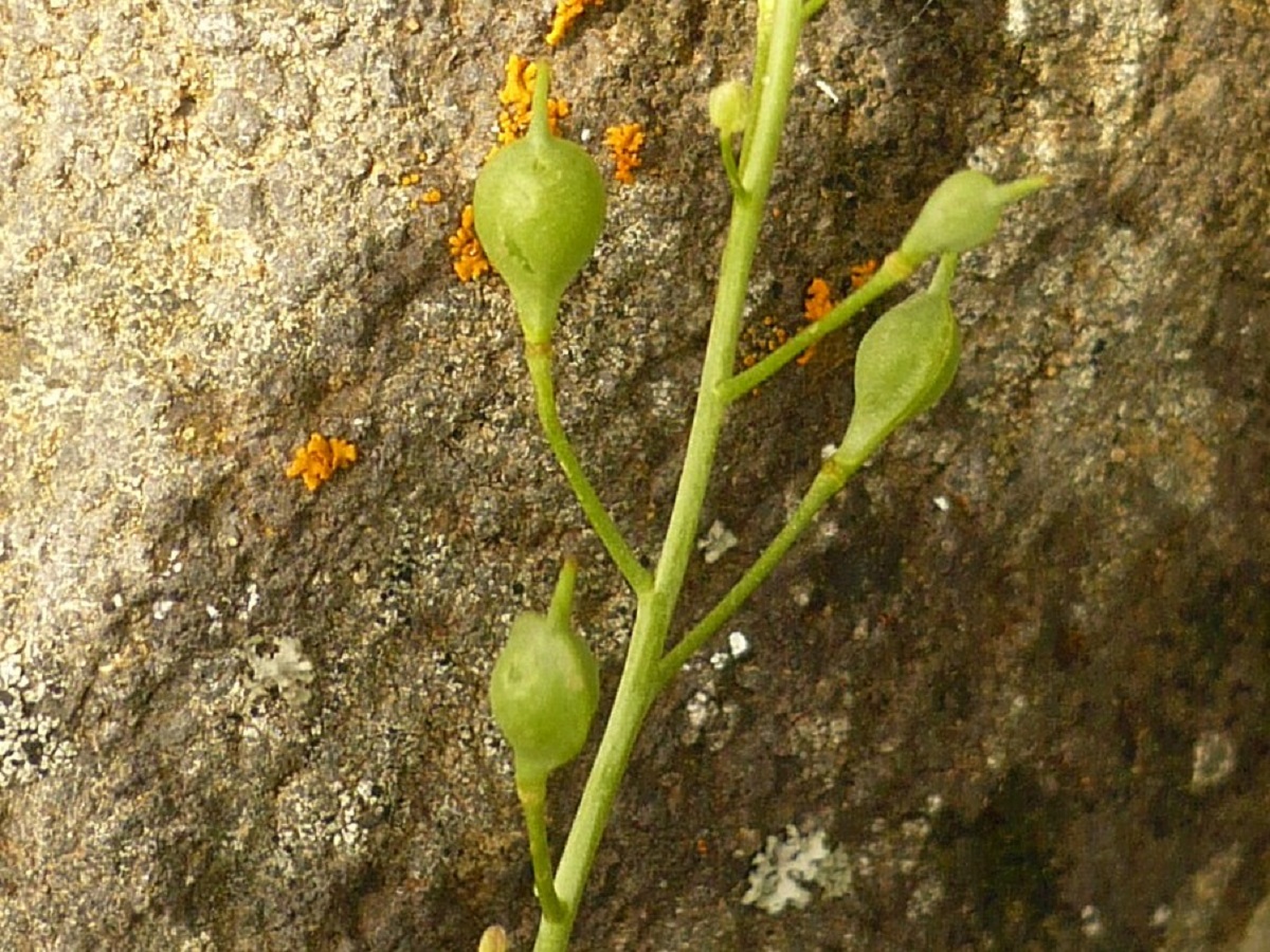 Neslia paniculata subsp. thracica (Brassicaceae)